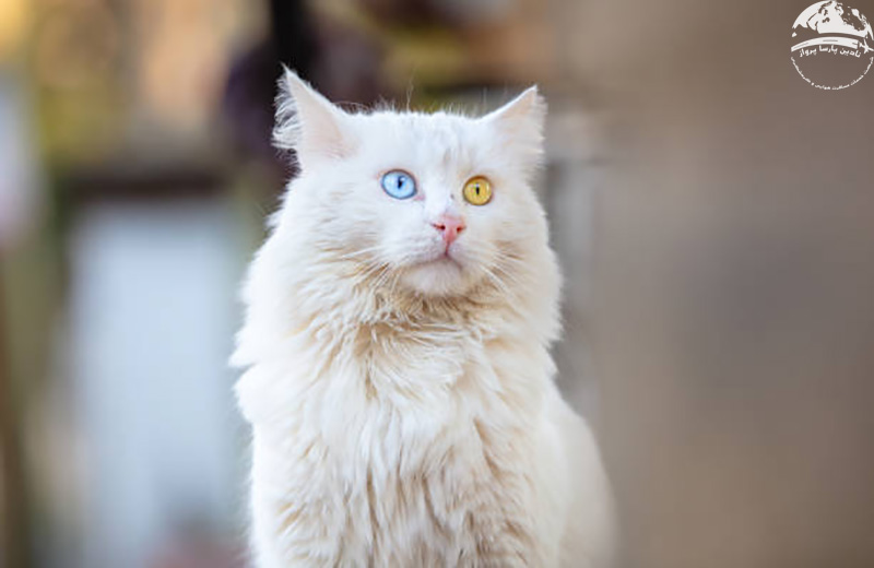 دیدنی های اطراف خانه گربه های وان