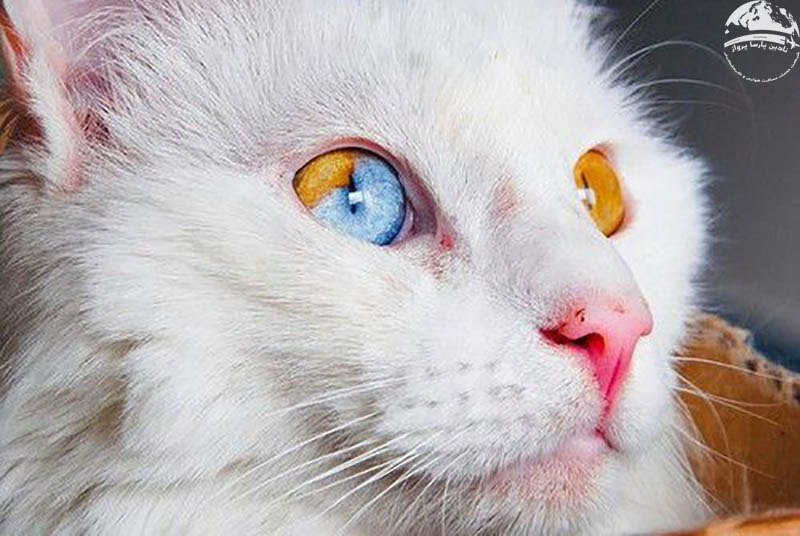جاذبه های اطراف خانه گربه های وان