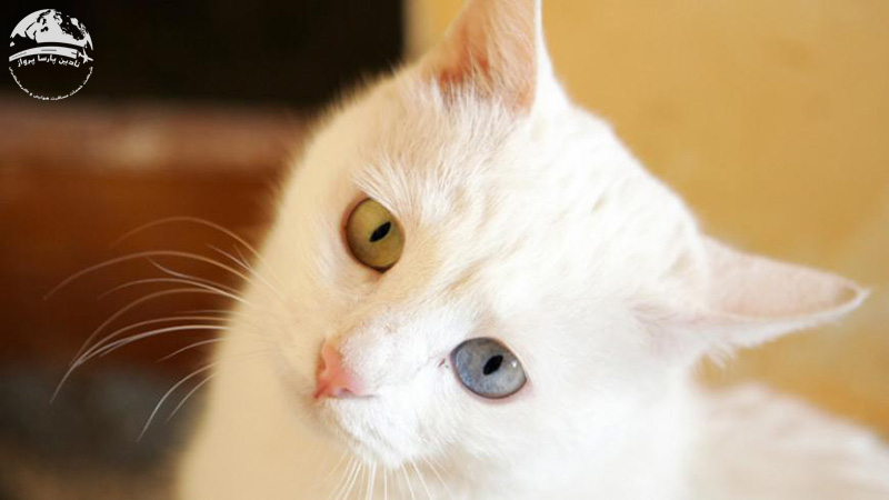 خانه گربه های وان کجاست؟