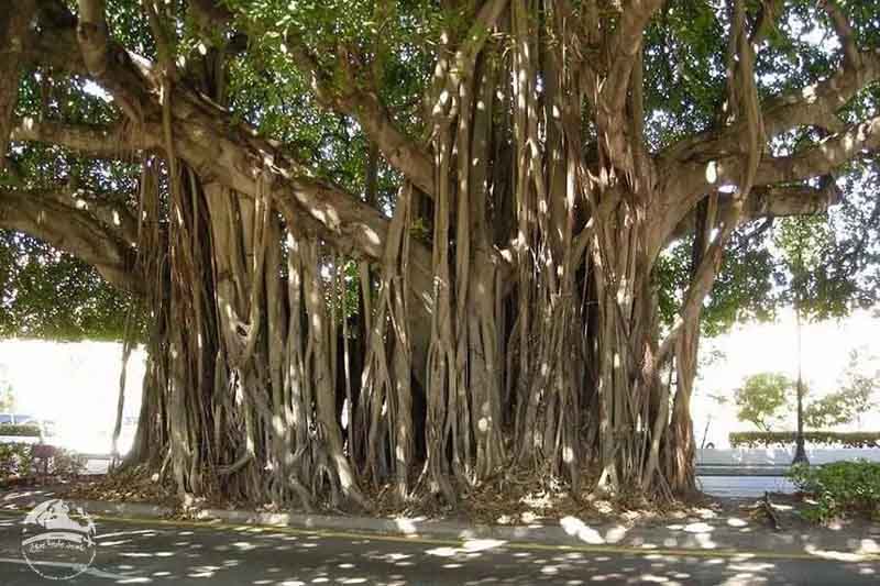 درخت انجیر معابد قشم