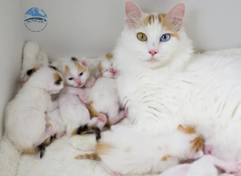 گربه های چشم رنگی در خانه گربه ها