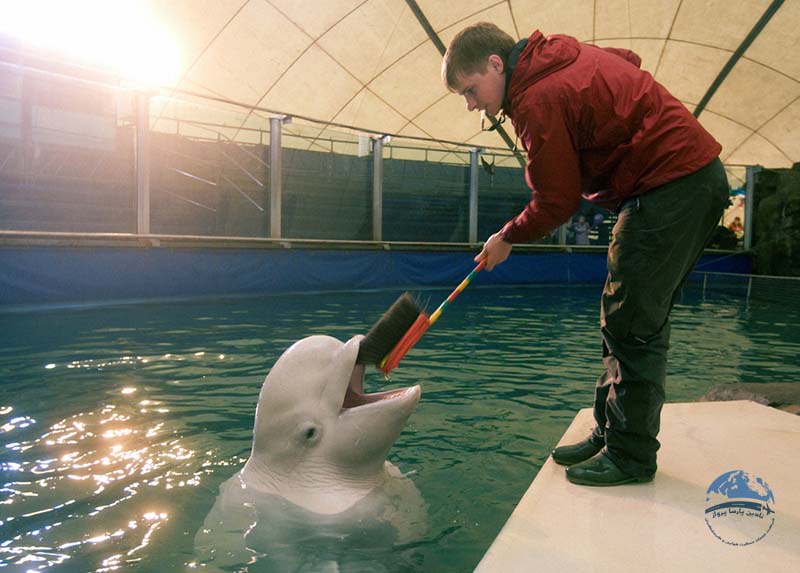 دلفیناریوم مسکو